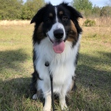 Entry image for Wren