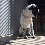 Entry image for Tanta