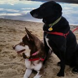 Entry image for Nala and Liberty Belle