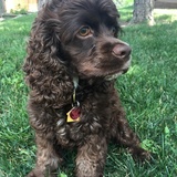 Entry image for Goofy