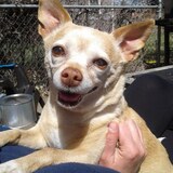 Entry image for Pigi