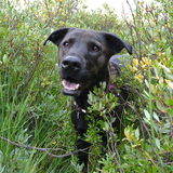 Entry image for Della Mae