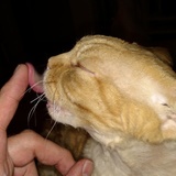 Entry image for Mister Cat