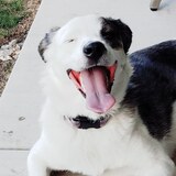 Entry image for Noshi