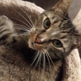 Entry image for Teton