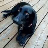 Entry image for Izzy