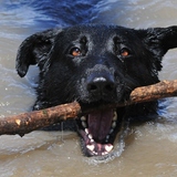 Entry image for Starbuck