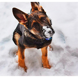 Entry image for Roland