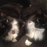 Entry image for Mae and Belle