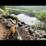 Entry image for Lily