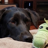 Entry image for Dixye