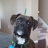 Entry image for Hogan