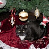 Entry image for Molly