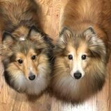 Entry image for Emmie & Pixie