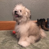 Entry image for Koda