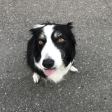 Entry image for Bonsai