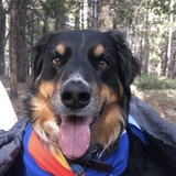 Entry image for Brando