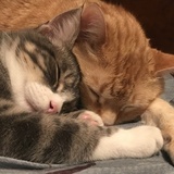 Entry image for AJ (grey) and Steve (orange)