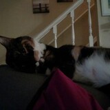 Entry image for Willow