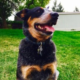 Entry image for Murray Joe