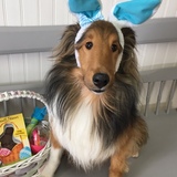 Entry image for Sylvester