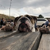 Entry image for Stella