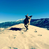 Entry image for Ranger