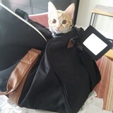 Entry image for Apollo