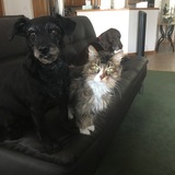 Entry image for Bridgette (dog) and Baby (cat)