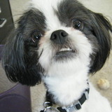 Entry image for KoKo