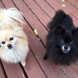 Entry image for Jamo and Waffle