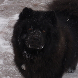 Entry image for Rosie