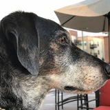 Entry image for Lucy