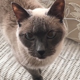 Entry image for Kitty