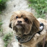 Entry image for Fifi