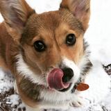 Entry image for Gouda