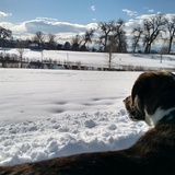 Entry image for Petey