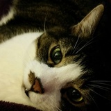 Entry image for Georgie