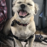 Entry image for Ollie