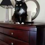 Entry image for Minke