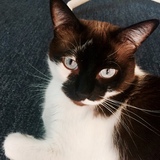 Entry image for Sonya