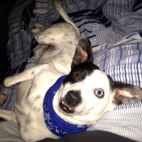 Entry image for Gizmo Protos