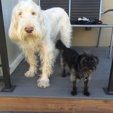 Entry image for Soli & Amici ("Meech") 