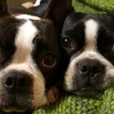 Entry image for Sophie & Lilly