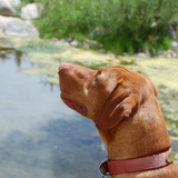 Entry image for Robert