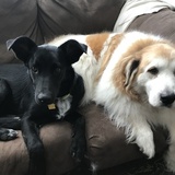 Entry image for Stitch & Elway