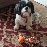 Entry image for Pepper