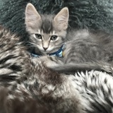 Entry image for Journey