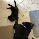 Entry image for Rex and Edgar