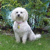 Entry image for PEACHES